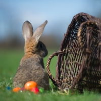 bunny rabbit with eggs 200x200